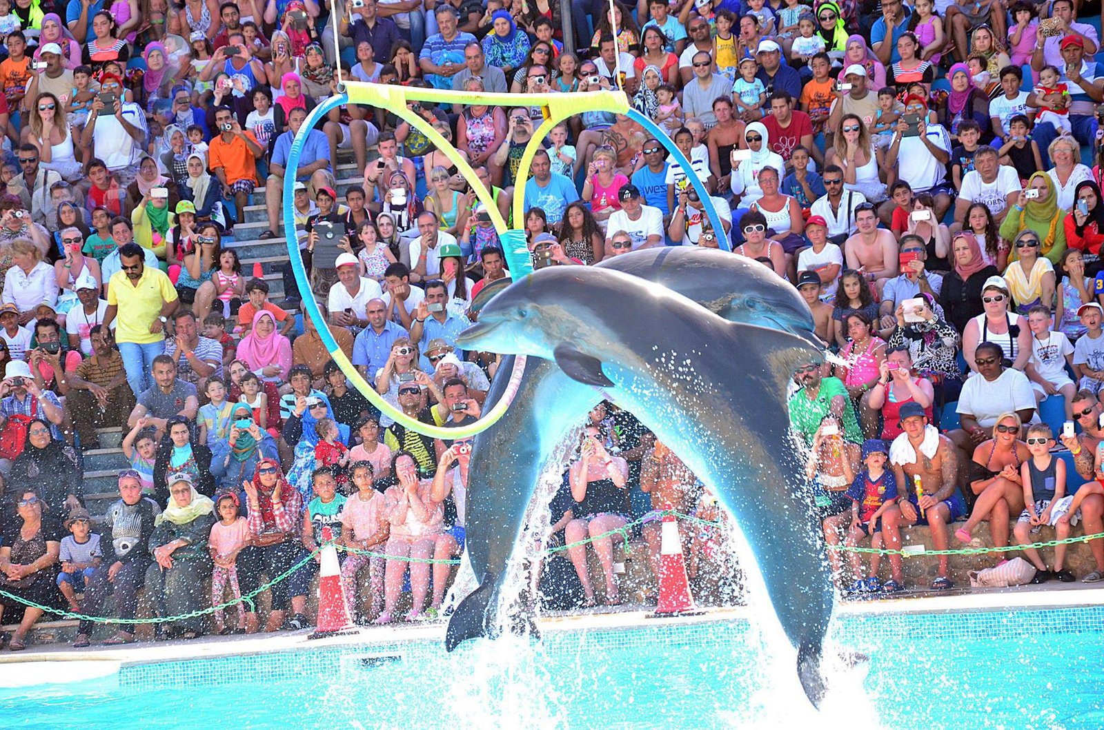 Dolphin show in Hurghada