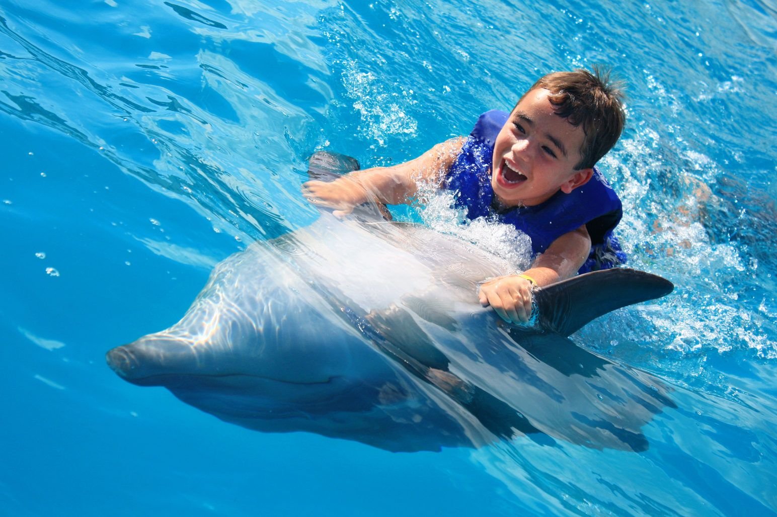 Swimming and Photo Session with Dolphins in Hurghada