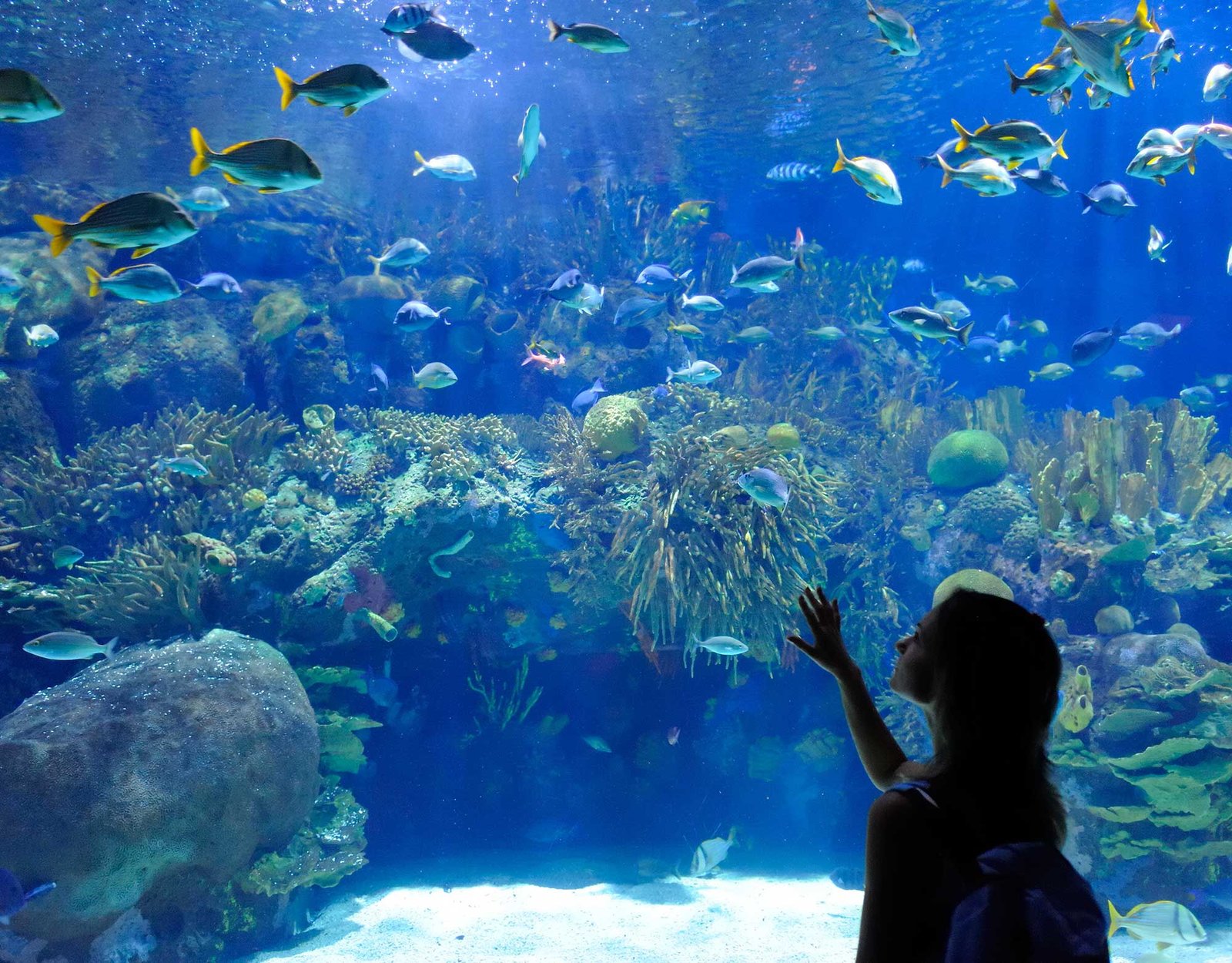 Hurghada Grand Aquarium