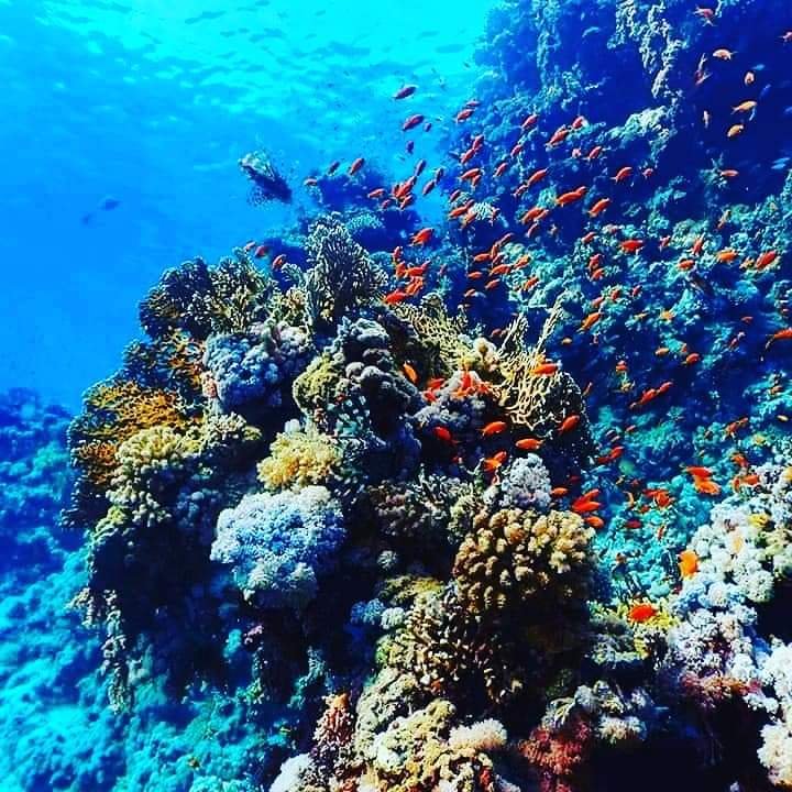 Royal Seascope semi submarine cruise with snorking