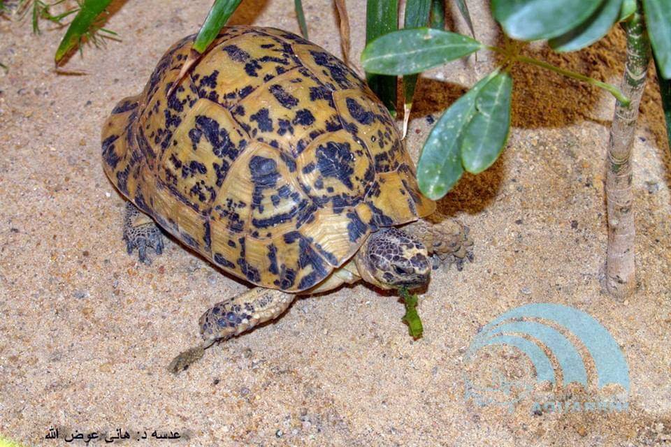 Hurghada Grand Aquarium