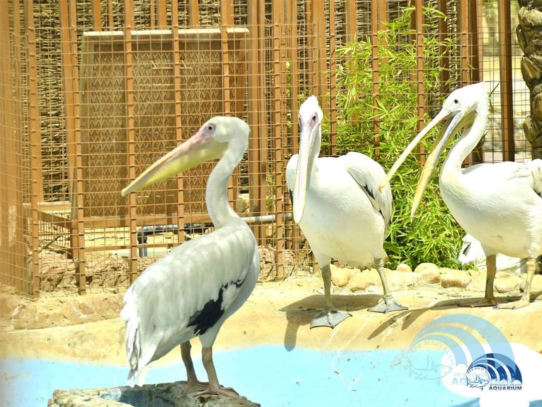 Hurghada Grand Aquarium