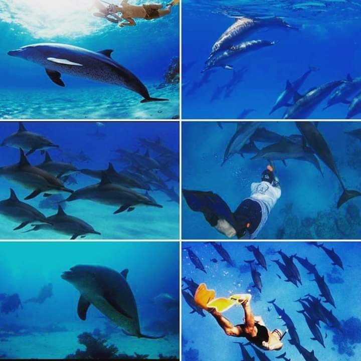 Dolphin House Snorkeling tour