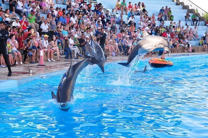 Dolphin show in Hurghada